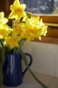 Daffodils-resized-200x300 One Thing You Need To Know About Surviving Cancer